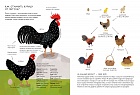 Курицеведение. Дачная энциклопедия